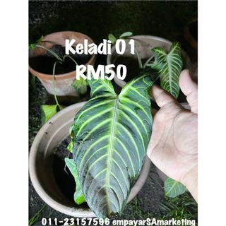(Category: ) located in . Submitted by syaralee (Listing ID 1124837789, Image 1). Description: .