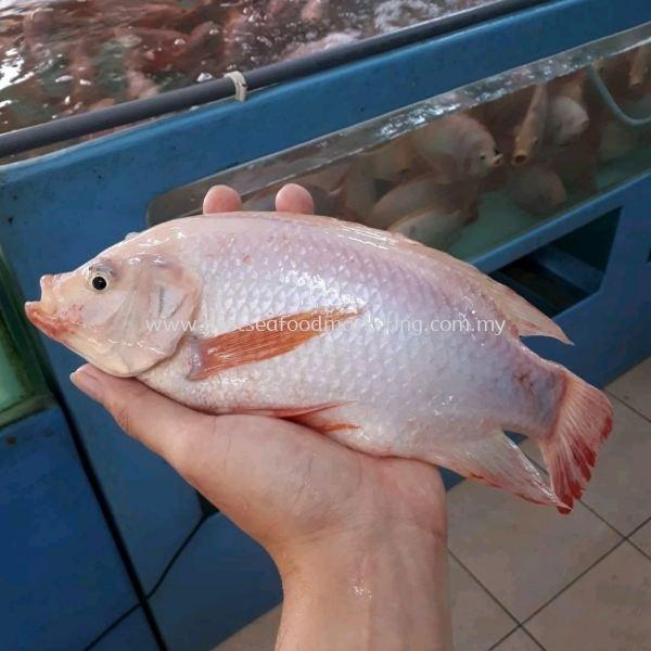 Live Tilapia by KG, Food & Drinks, Chilled & Frozen Food on Carousell