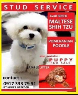 Maltese Stud Service by King's Bugoy Teacup Producer