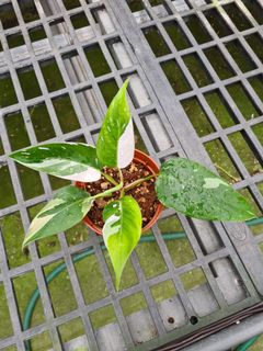 (Category: ) located in . Submitted by hortiman (Listing ID 1124734796, Image 1). Description: .