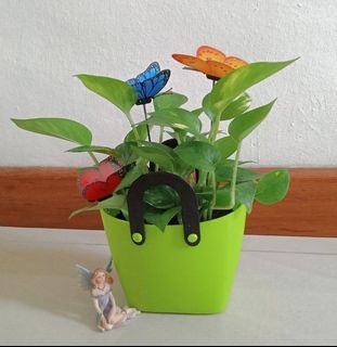 (Category: ) located in . Submitted by mygardenspace (Listing ID 1125028485, Image 1). Description: .