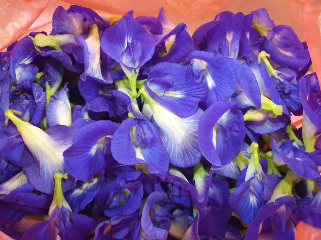 Fresh Or Dried Butterfly Pea Blue Pea Flower Seed蝶豆兰花 Furniture Home Living Gardening Plants Seeds On Carousell