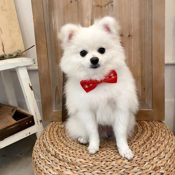 Dog top wedding bow