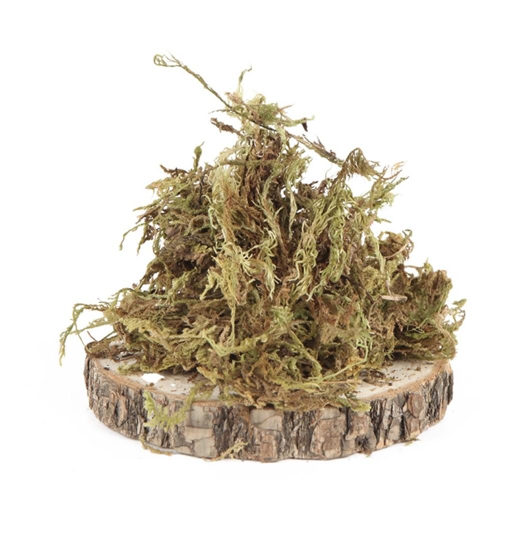 Dry Moss for Hamster Cage Enclosure, Pet Supplies, Homes & Other Pet