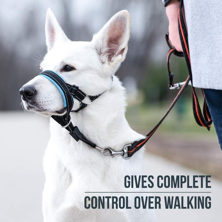 Good boy dog training collar sale