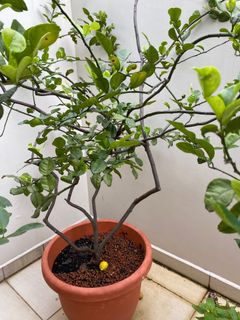 (Category: ) located in . Submitted by lets_rehome (Listing ID 1124909532, Image 1). Description: .