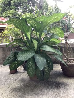 (Category: ) located in . Submitted by macggarcia (Listing ID 1109145180, Image 1). Description: .