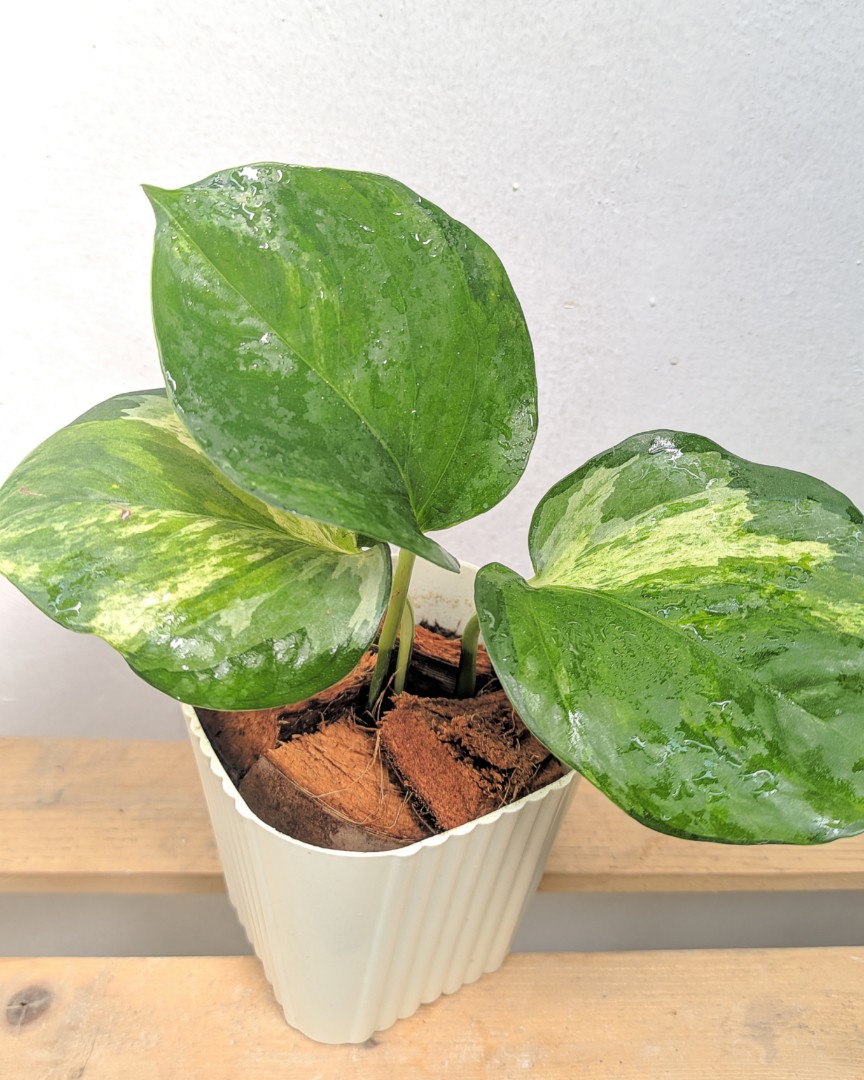 Manjula Pothos Furniture Home Living Gardening Plants Seeds On   Manjula Pothos 1636604573 1a599c94 