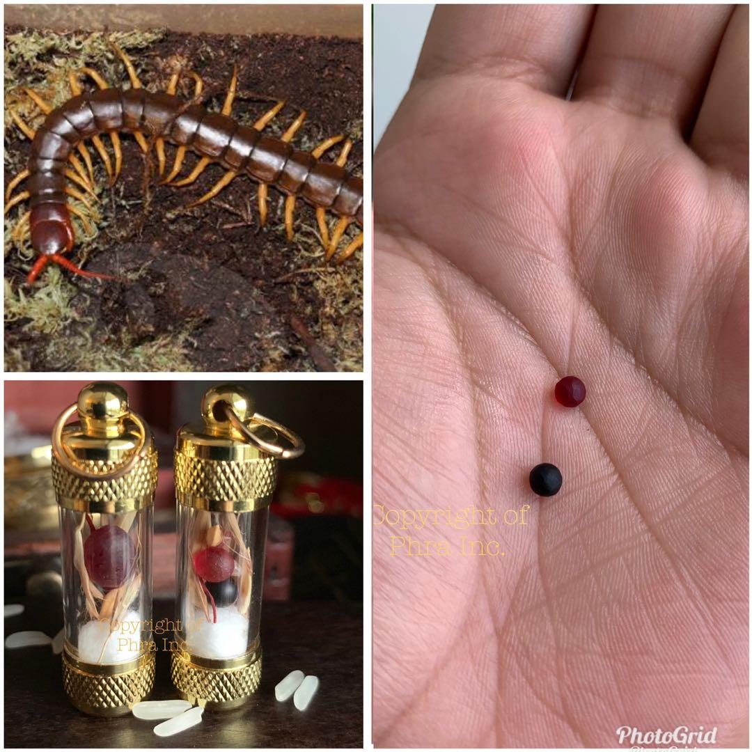 Money Luck King Centipede Pearl Geliga Lipan Extremely Powerful Wealth Mustika Stone Known For Luck Sixth Sense Stone Mustika Batu Windfall Amulet Takrut Fengshui Luck Hobbies Toys Memorabilia