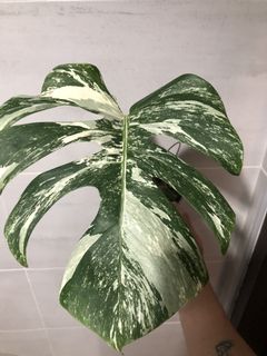 (Category: ) located in . Submitted by plantscycle (Listing ID 1125056773, Image 1). Description: .