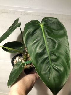(Category: ) located in . Submitted by plantscycle (Listing ID 1125057700, Image 1). Description: .