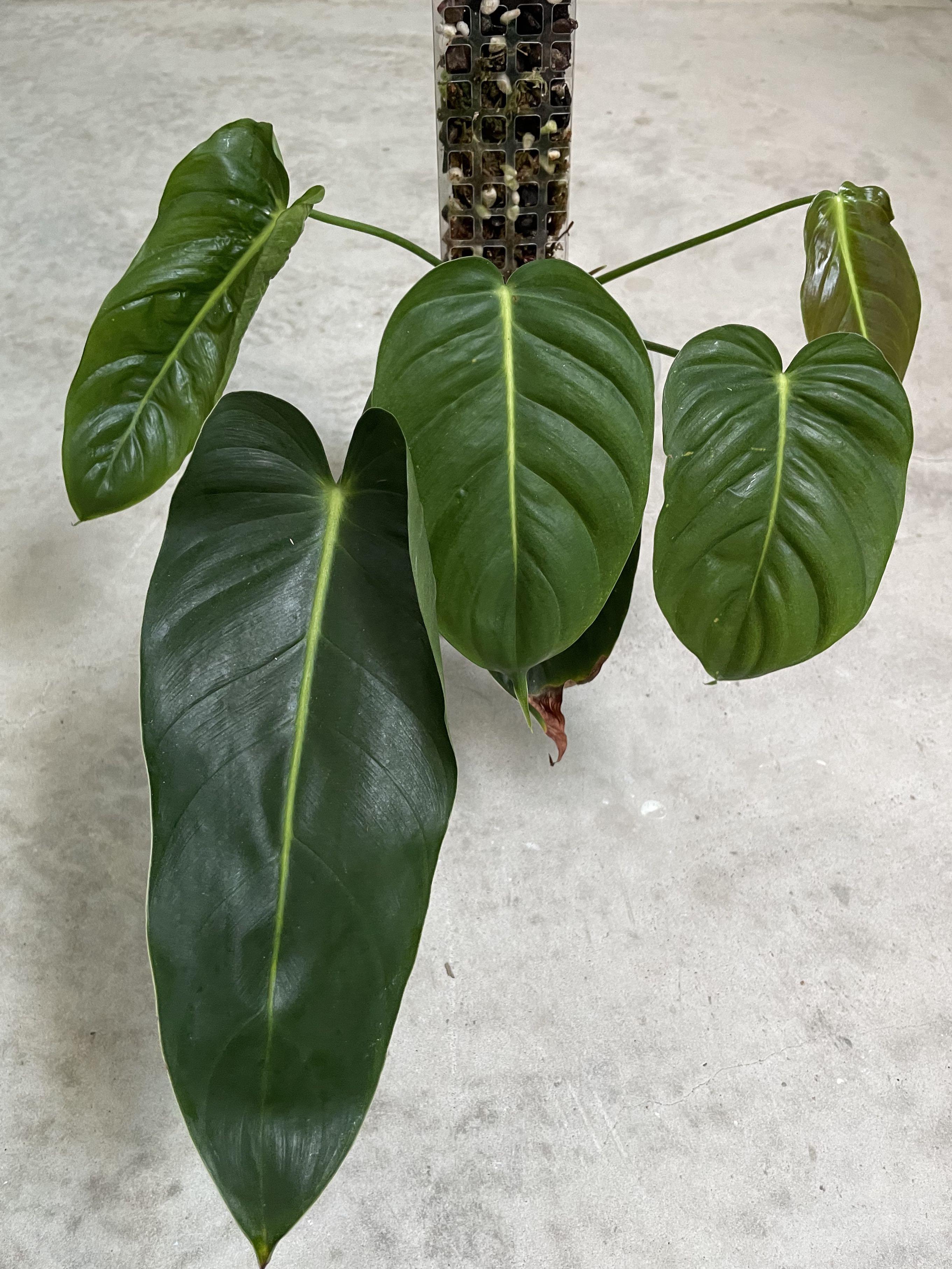 Philodendron Esmeraldense Narrow, Furniture & Home Living, Gardening