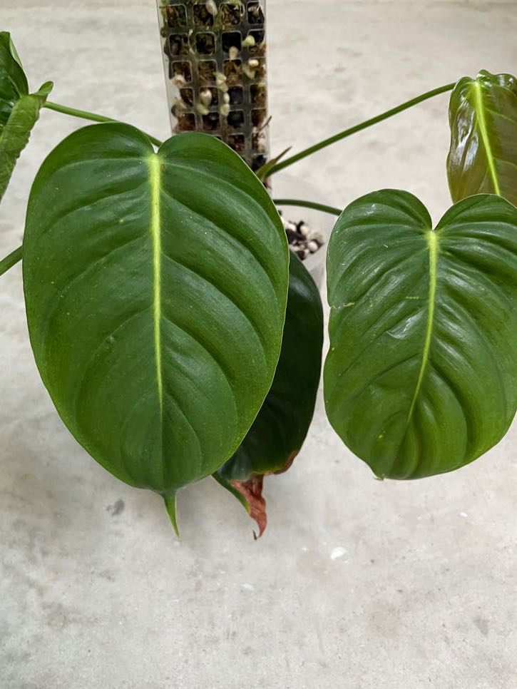 Philodendron Esmeraldense Narrow, Furniture & Home Living, Gardening
