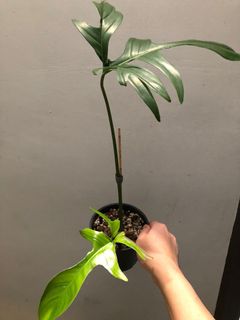 (Category: ) located in . Submitted by plantscycle (Listing ID 1125083301, Image 1). Description: .