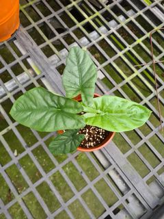 (Category: ) located in . Submitted by hortiman (Listing ID 1125113943, Image 1). Description: .