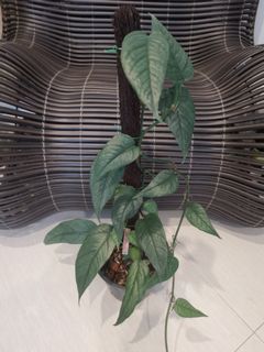 (Category: ) located in . Submitted by greenpatch_homegarden (Listing ID 1125165851, Image 1). Description: .