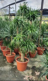 (Category: ) located in . Submitted by urban.cultivar (Listing ID 1125200609, Image 1). Description: .