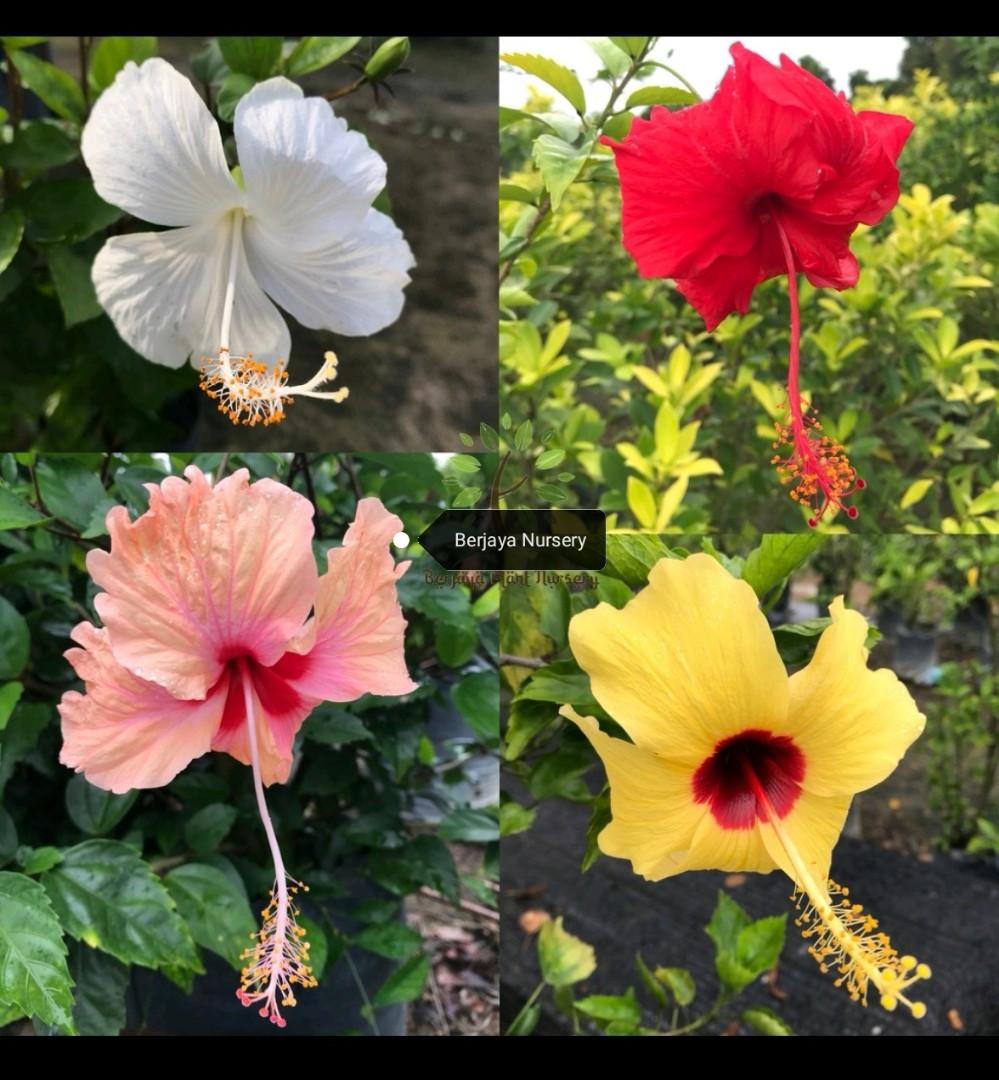 Hot Selling Bunga Raya 4 Colour Home Furniture Gardening On Carousell