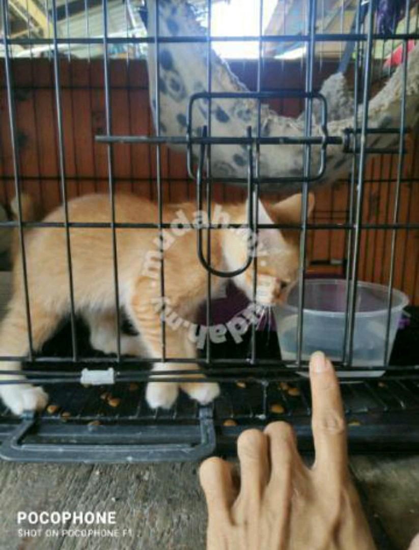 Kucing kampung., Everything Else, Others on Carousell