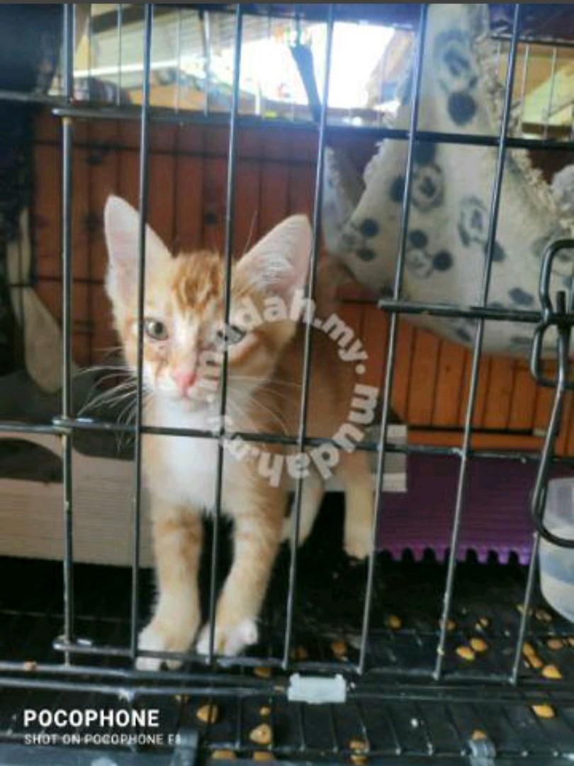 Kucing kampung., Everything Else, Others on Carousell