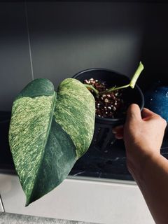 (Category: ) located in . Submitted by pompipiplants (Listing ID 1125208525, Image 1). Description: .