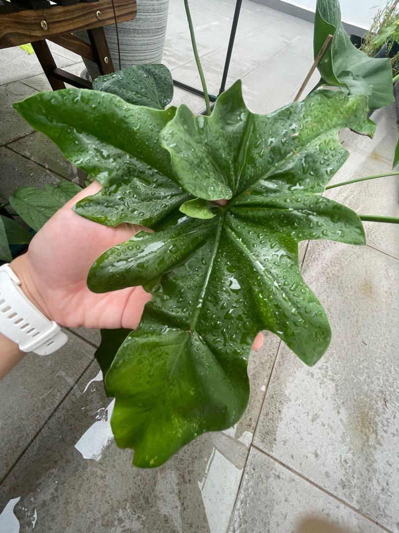 buy philodendron for water Philodendron Imperial Red (Philodendron erubescens) main image 0