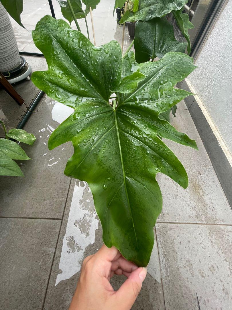 zz indoor plant ZZ Plant or Zanzibar Gem (Zamioculcas Zamifolia)  Orchid Republic Floral  Boutique