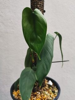 (Category: ) located in . Submitted by plantsoasis (Listing ID 1125229544, Image 1). Description: .