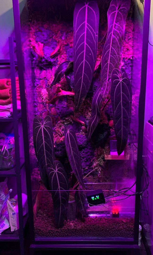 Tall Terrarium Tank For Anthurium Warocqueanum , Philodendron, Alocasia