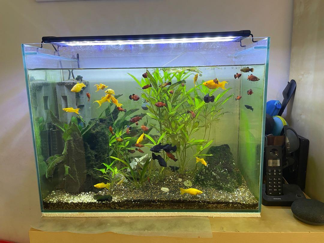 Fish Tank set), Pet Supplies, Homes & Other Pet Accessories