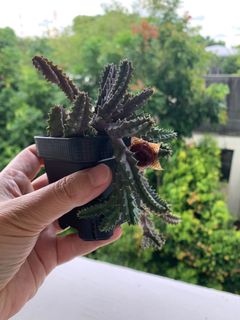 (Category: ) located in . Submitted by joy_lim1 (Listing ID 1125465943, Image 1). Description: .