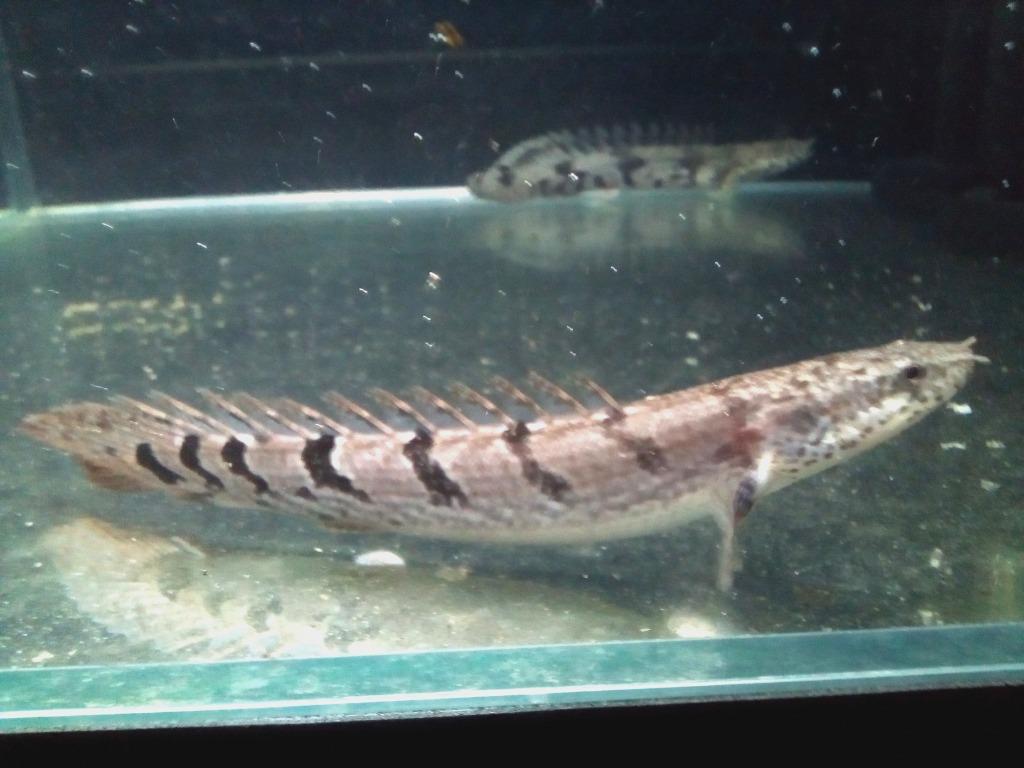 Live Delhezi and Endlicheri dragon fish Bichir Pet Supplies