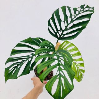(Category: ) located in . Submitted by plant.anything (Listing ID 1125392567, Image 1). Description: .