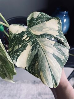 (Category: ) located in . Submitted by pompipiplants (Listing ID 1125343260, Image 1). Description: .