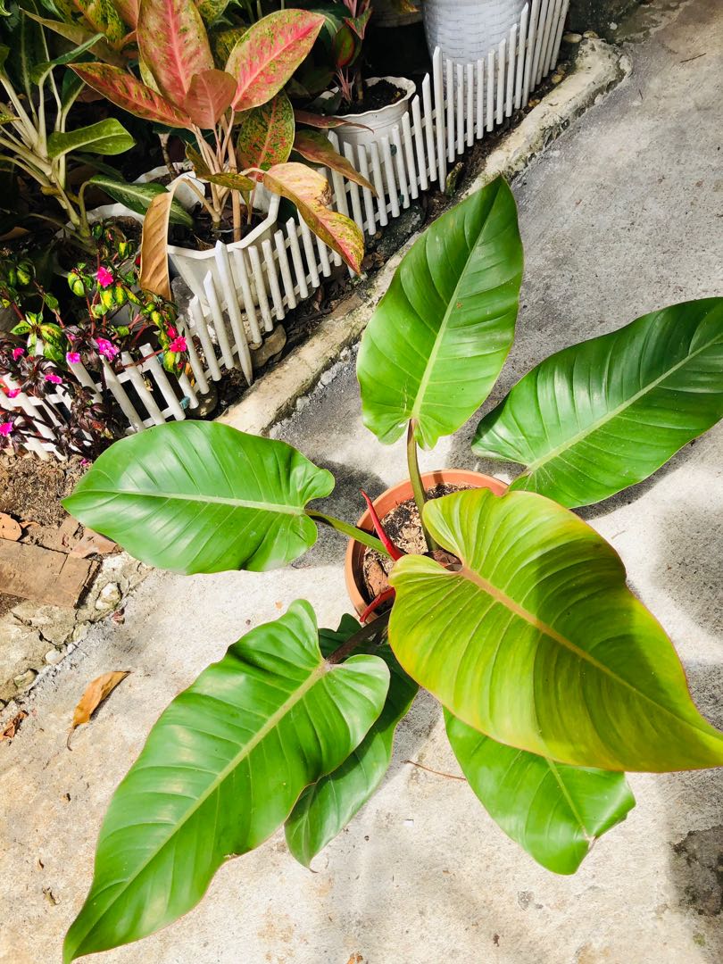 Philodendron Prince Albert, Furniture & Home Living, Gardening, Plants &  Seeds on Carousell