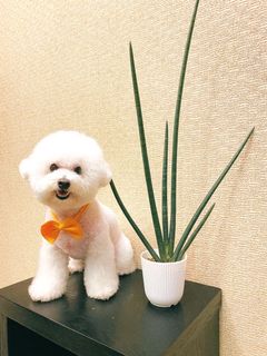 (Category: ) located in . Submitted by grannygreenery (Listing ID 1125449034, Image 1). Description: .