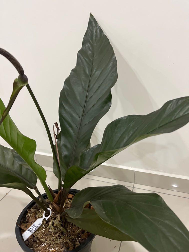 XL Anthurium black dragon, Furniture & Home Living, Gardening, Pots & Planters on Carousell