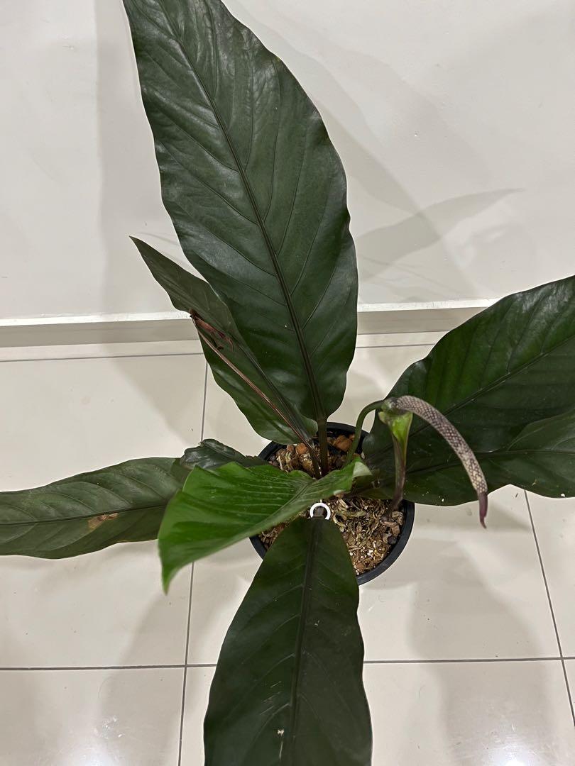 XL Anthurium black dragon, Furniture & Home Living, Gardening, Pots & Planters on Carousell