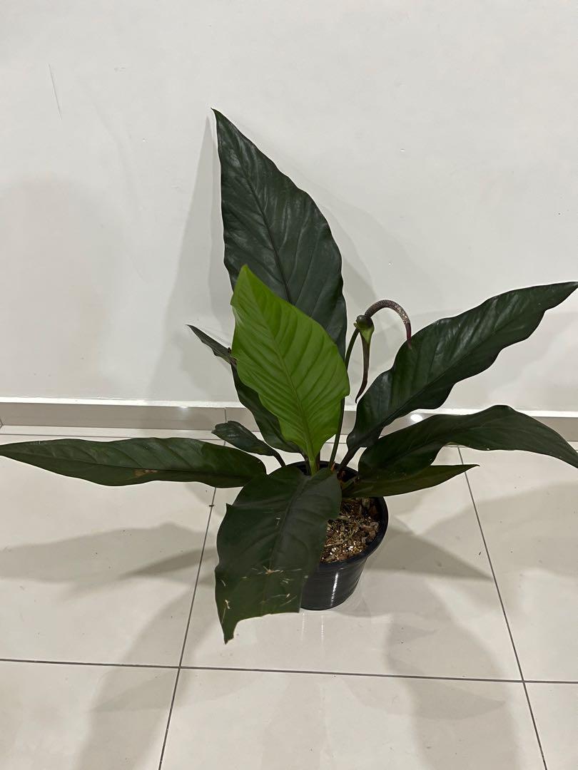 XL Anthurium black dragon, Furniture & Home Living, Gardening, Pots & Planters on Carousell
