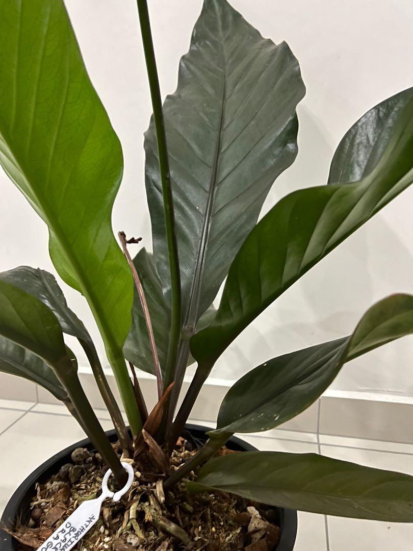 XL Anthurium black dragon, Furniture & Home Living, Gardening, Pots & Planters on Carousell