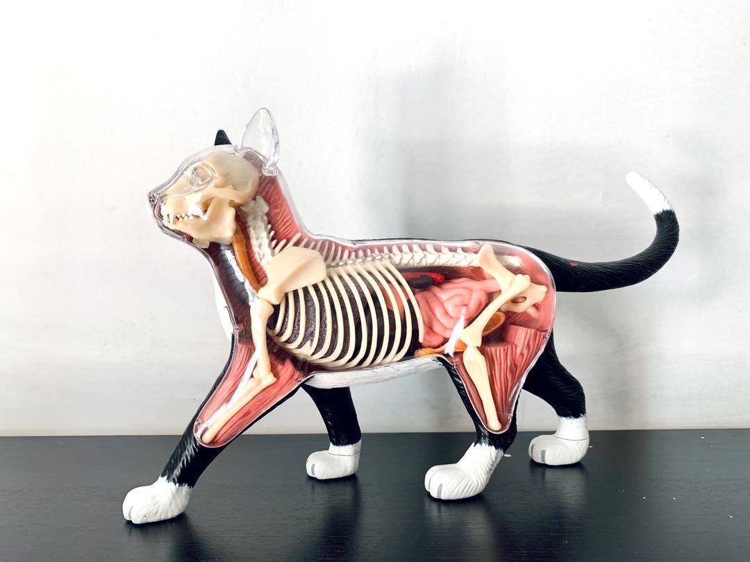 4D VISION CAT 貓貓解剖模型(無盒), 興趣及遊戲, 玩具& 遊戲類- Carousell