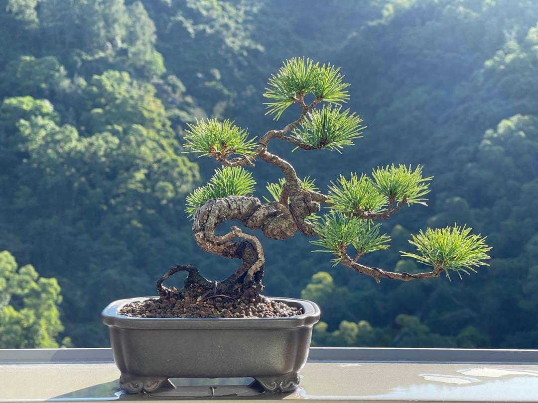 今日の超目玉】 盆栽 小品盆栽 五葉松 インテリア 癒し 植物 植物/観葉 ...