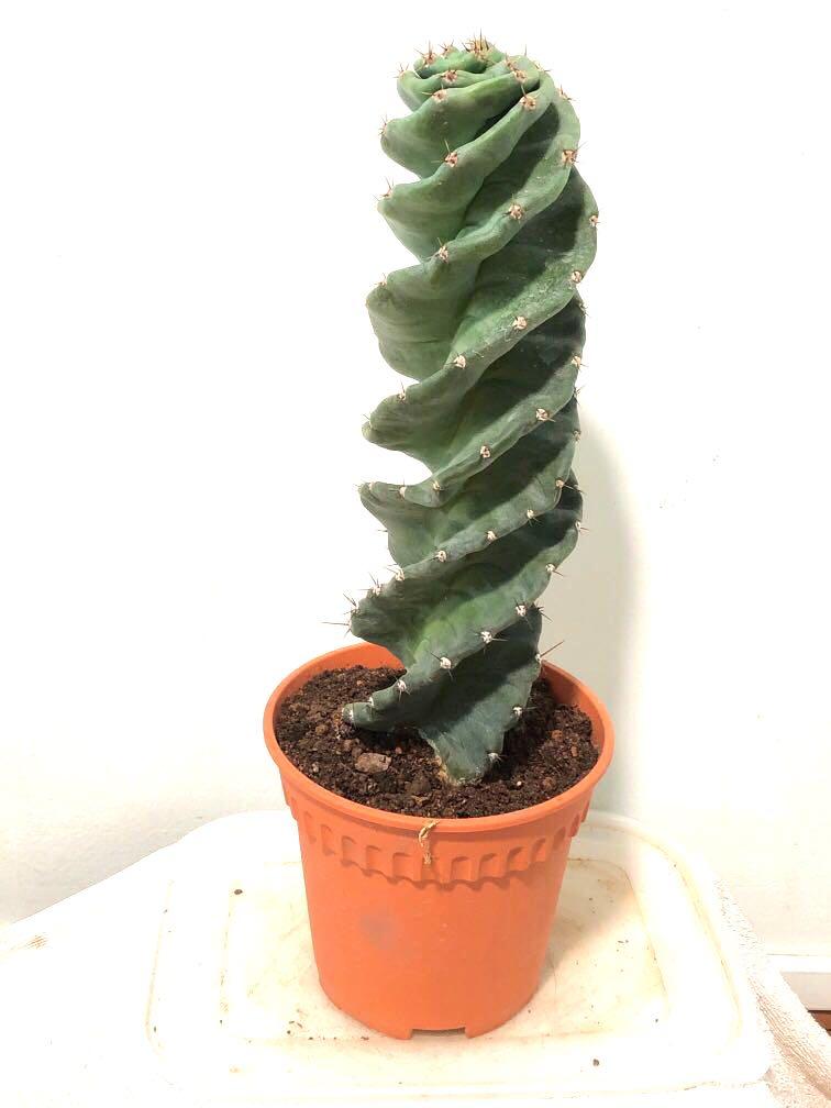 Cereus Forbesi Spiral Cactus Furniture Home Living Gardening Plants Seeds On Carousell