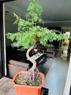 Dawn Redwood Bonsai Tree Furniture Home Living Gardening Plants Seeds On Carousell