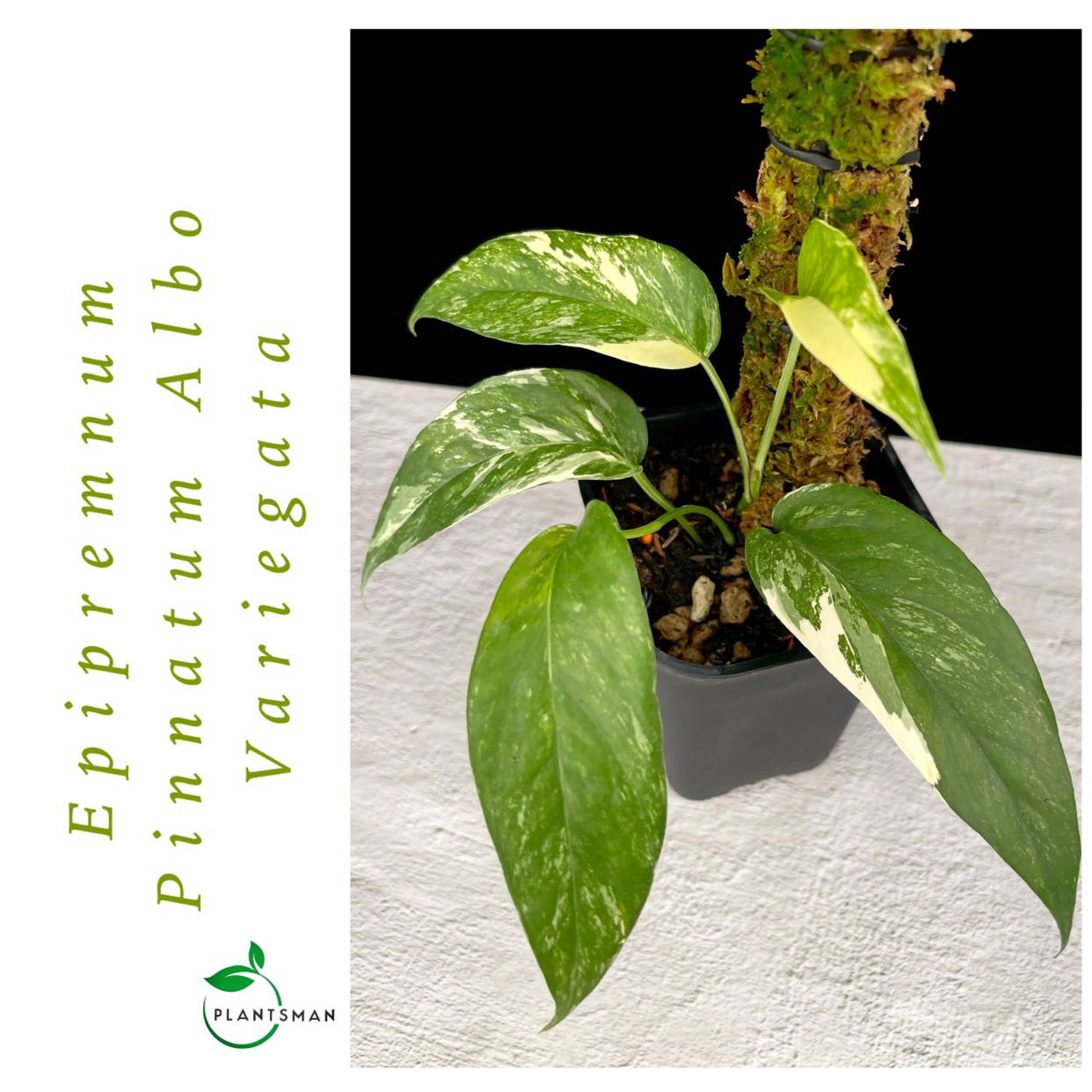 Epipremnum Pinnatum Yellow Flame, Furniture & Home Living, Gardening,  Plants & Seeds on Carousell