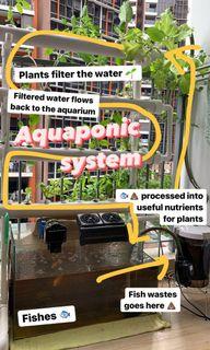Affordable Aquaponic For Sale Gardening Carousell Singapore