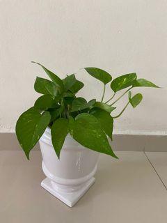 Money plant in white ceramic pot stand