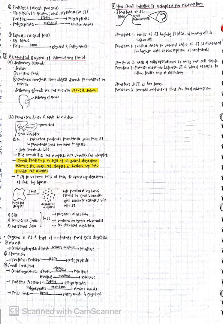 Sec 2 Science notes + quizlet + docs (combined science: physics biology ...