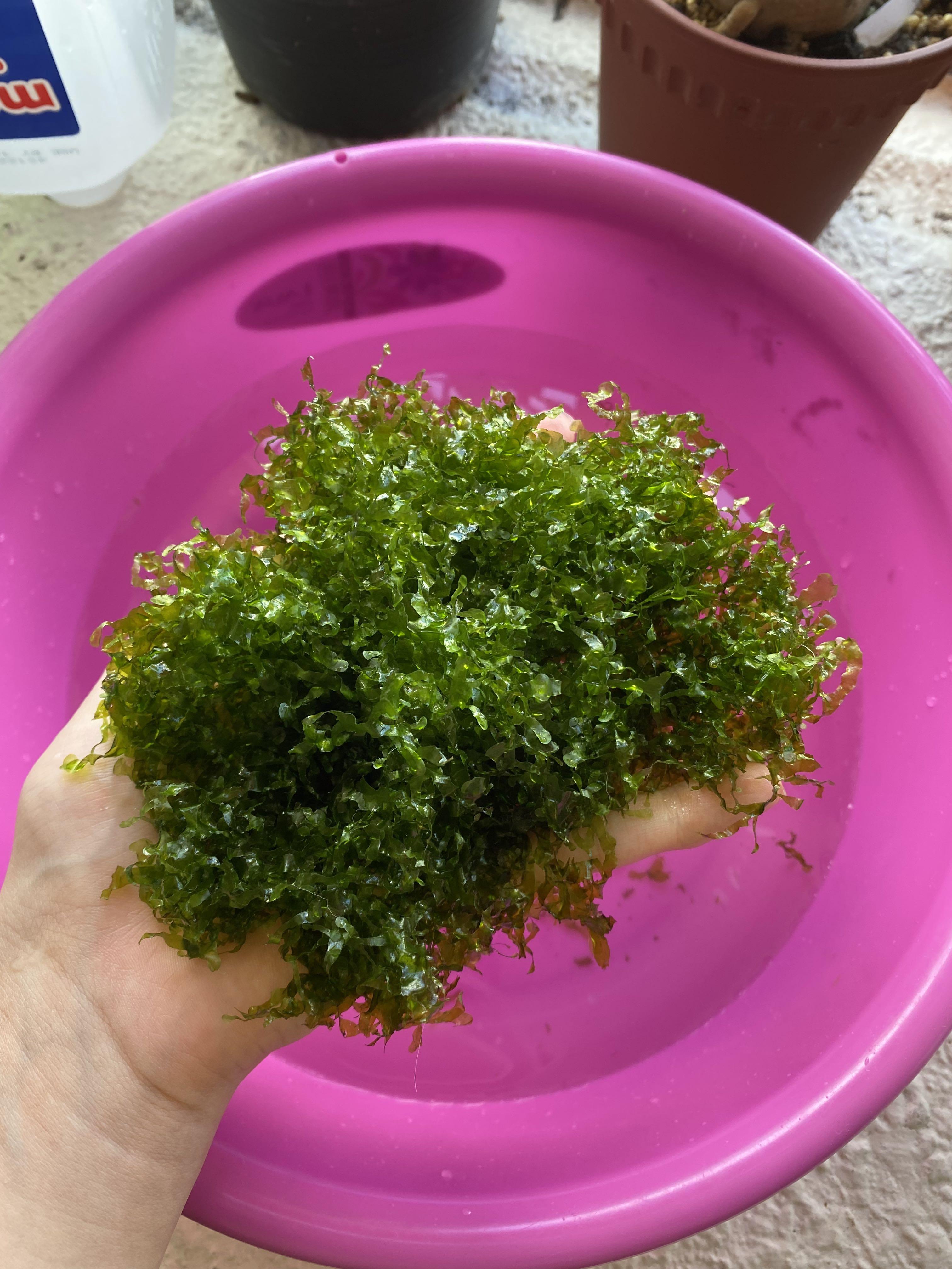 Freshwater seaweed store