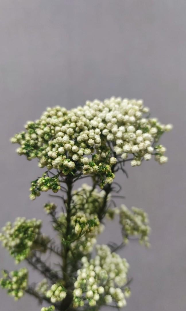 乾花葉材清貨 小米花 白色 一束 興趣及遊戲 手作 自家設計 文具及工藝 花 Carousell